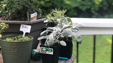 BEST TIPS For Growing a Container Garden