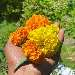 Marigold in full bloom