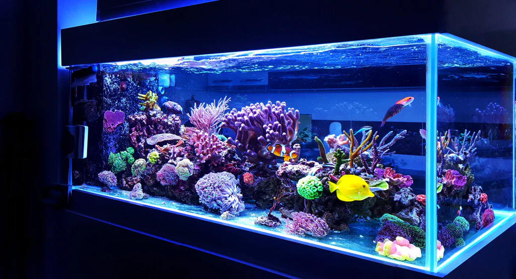 fish tank