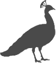 Peacock silhouette