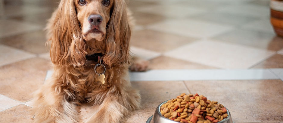 Homemade dog food for puppies