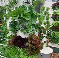 is-tower-garden-hydroponic.webp