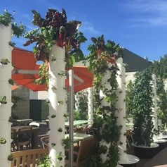 3044958-inline-i-1-this-hollywood-restaurant-grows-your.webp