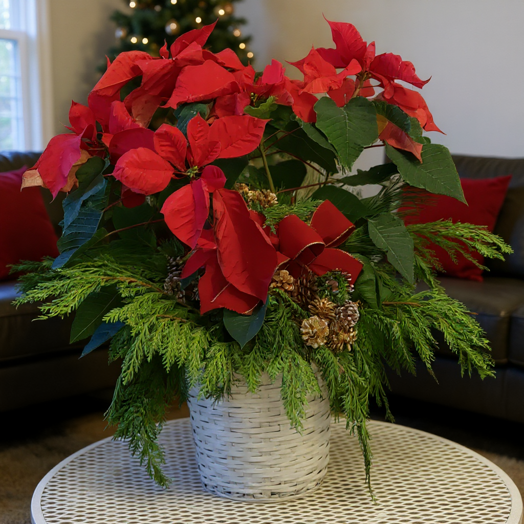 Stylist big Poinsettia