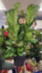Thumbnail: Indoor Plants