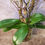 Thumbnail: Stunning Purple Orchid