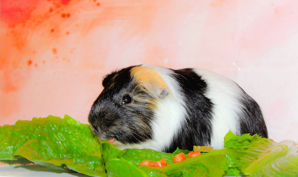 Papito eating carrots and lettuce
