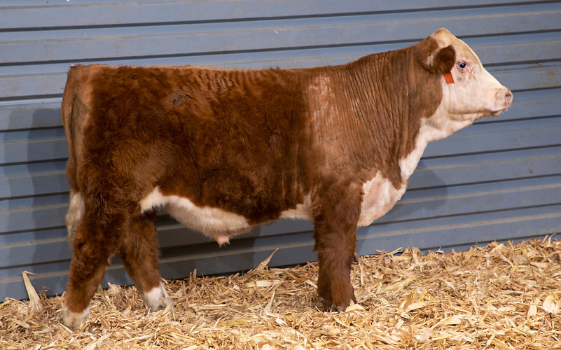 LOT 13_J042_TESSIER NITRO_P44318357 (5).jpg