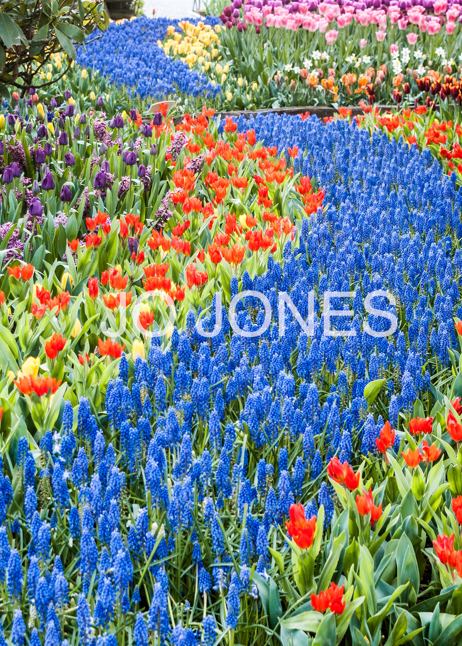 Grape Hyacinth River