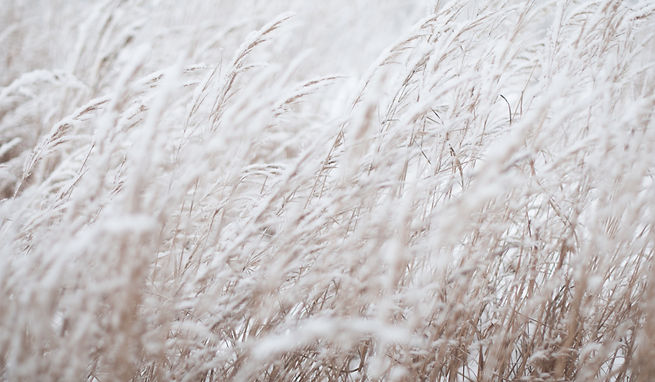 photography of white grass field_edited.jpg