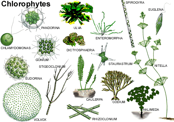 ALGA2