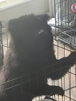 sasha 05132021 3.jpg