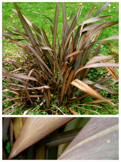Phormium