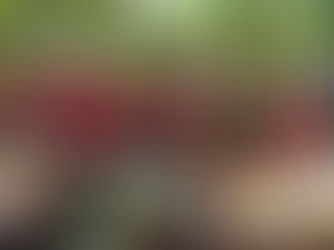 Marina Silva celebra parceria entre Fiocruz e FCT para promoção de Territórios Sustentáveis e Saudáveis