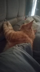 Gato