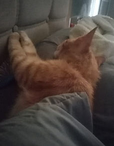 Gato