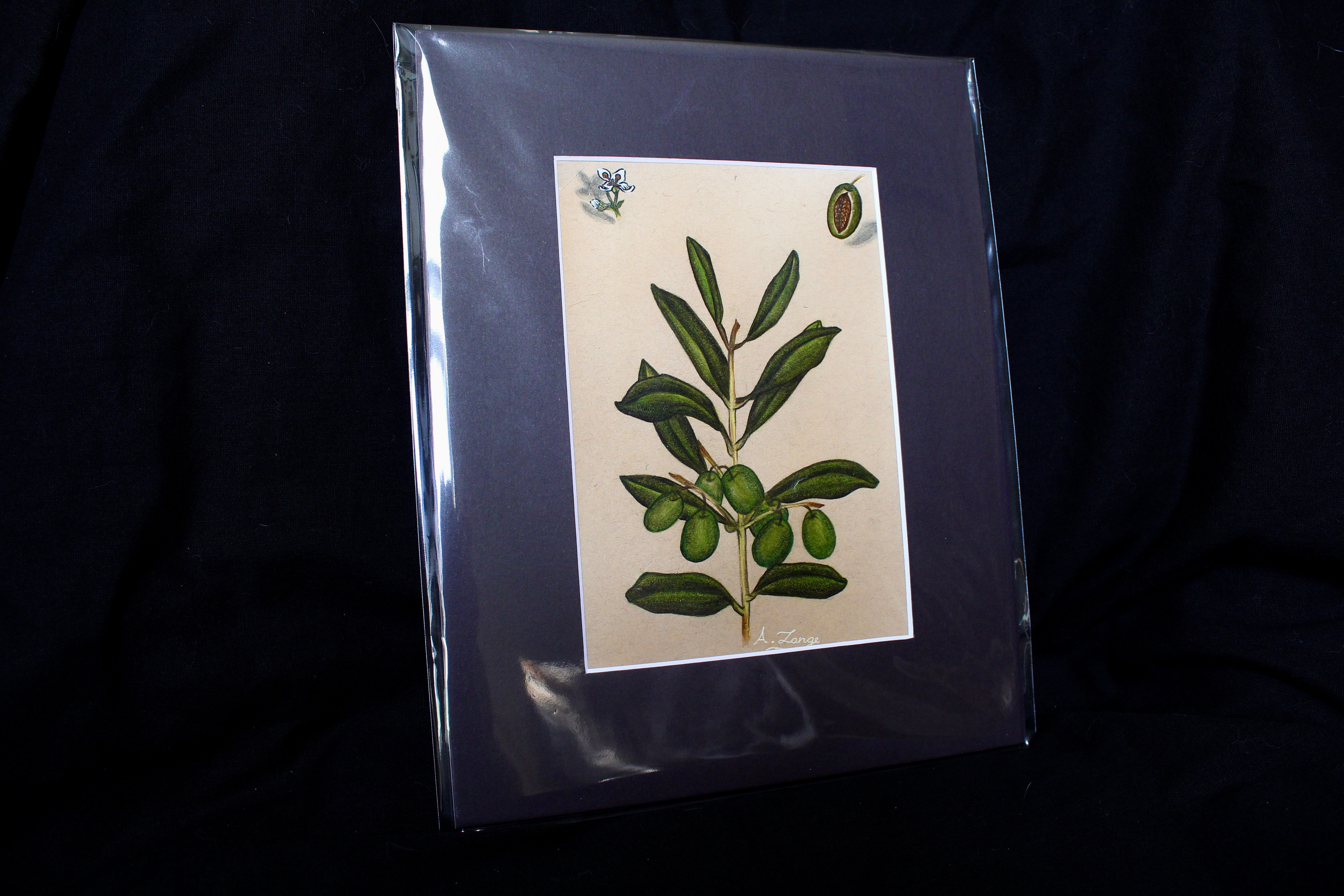 Olive Branch Original