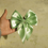 Thumbnail: Satin Bows