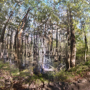 Woodlands Swamp | 1 | South Carolina
