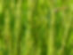 capa pequeno1.JPG