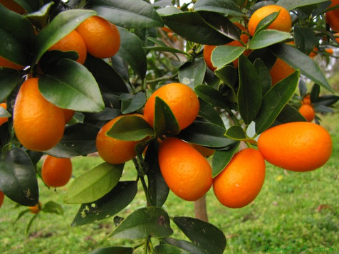 Corfu kumquat. The trademark of Corfu
