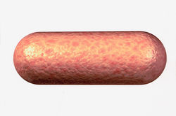 Lacarne 01