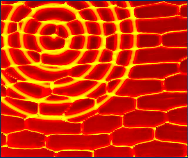 Waves on onion