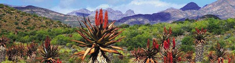 Garden-Route.jpg