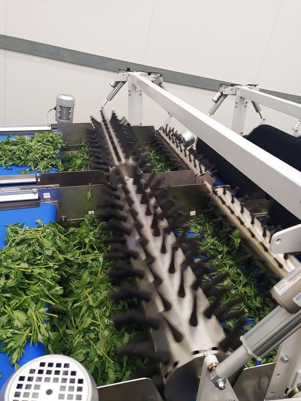 Cutting Sorter 650 detail stek en verenkel sorteermachine