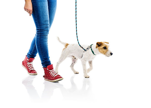 loose+leash+walking+puppy+training+denve