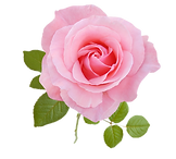 Pink Rose Transparent 2.png