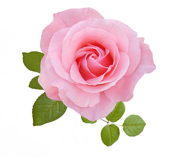 Rose Pink no stem.png