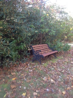 bench autumn_edited.jpeg