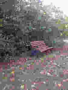 bench autumn_edited.jpeg