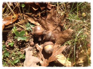 acorns _edited.jpeg