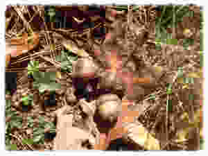 acorns _edited.jpeg