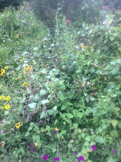 weeds and seeds _edited.jpeg