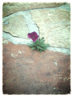 petunia_edited.jpeg