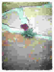 petunia_edited.jpeg