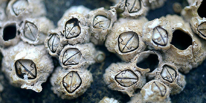 Barnacles high growth season Palm Beach, Florida.