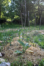 Jardin en permaculture
