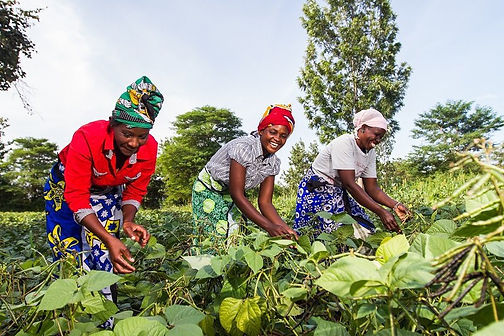 farm_africa_-_women_in_kitui_kenya_farming_sorghum.jpg__1264x568_q85_crop_subsampling-2.jp