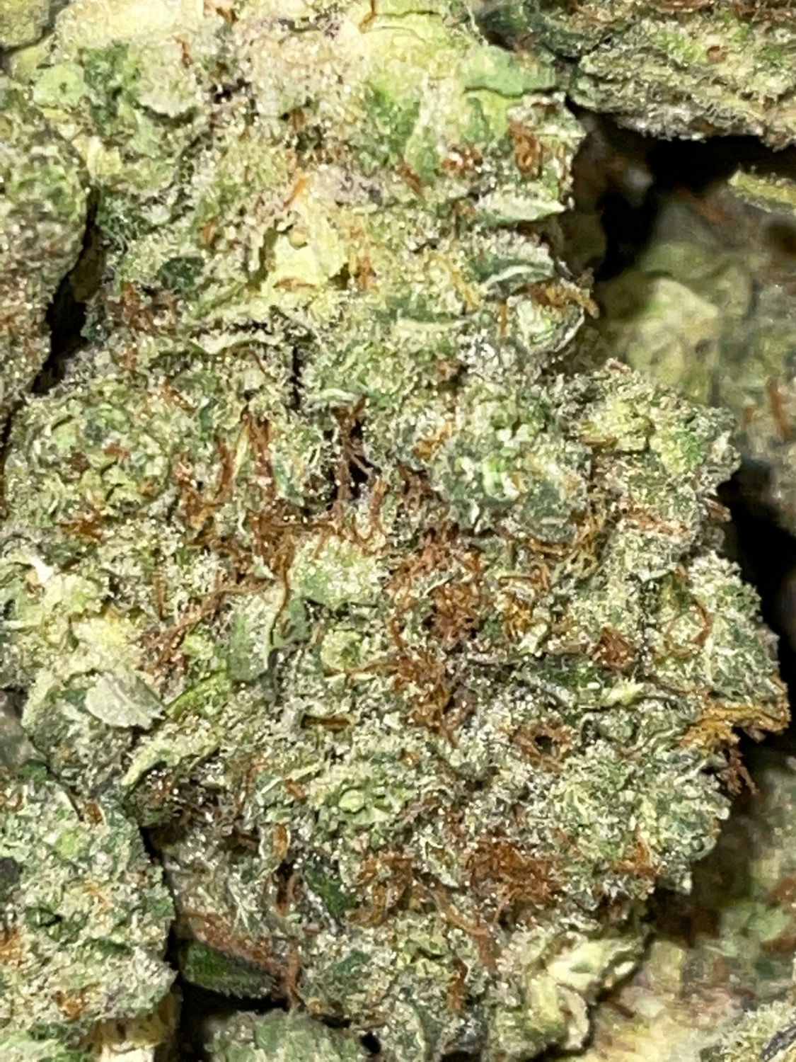 Peach Cobbler - Hybrid - (Exotic Limited)