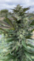 Thumbnail: Sour Lime Tangie