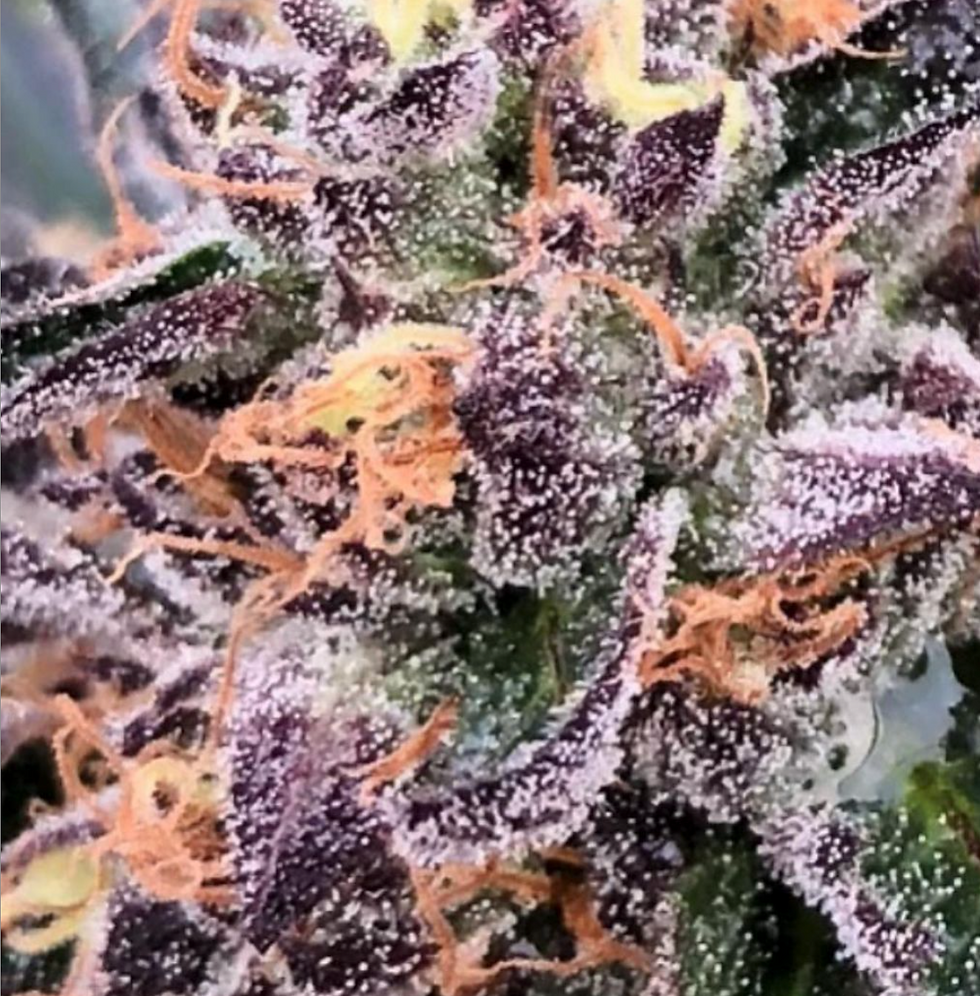 Thumbnail: Humboldt Gelato