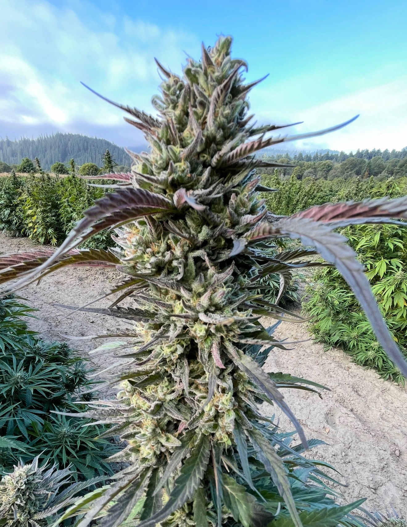 Mango GAS