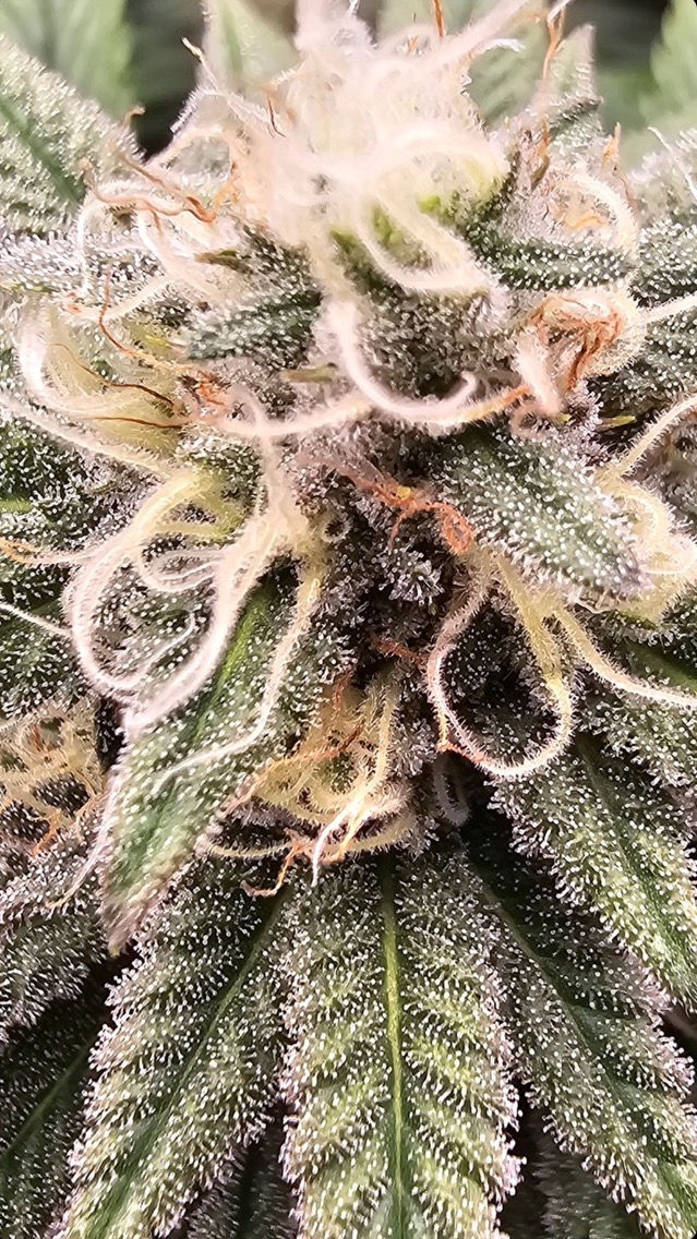 Thumbnail: Sour Lemon MAC