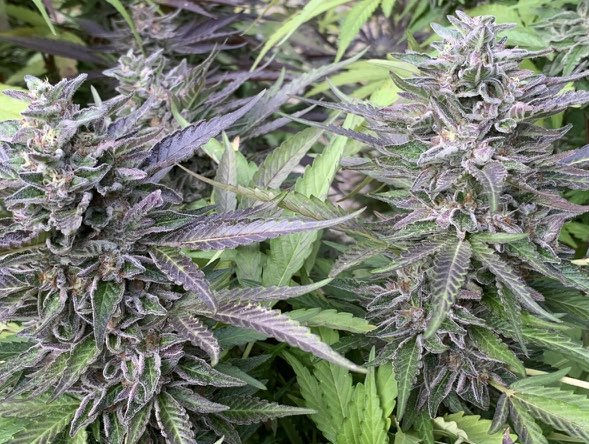 Thumbnail: GellyZ S-1