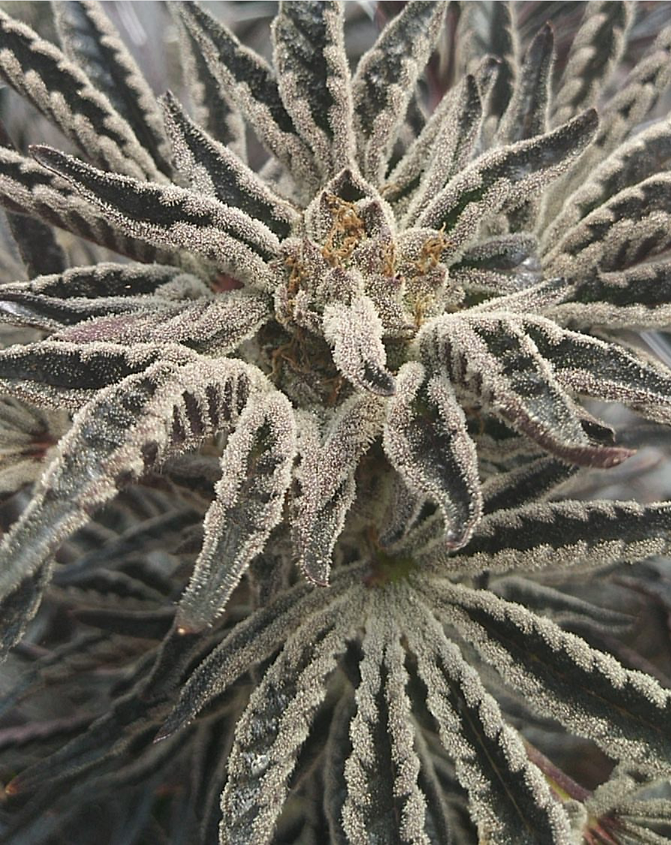Thumbnail: OG Cookies