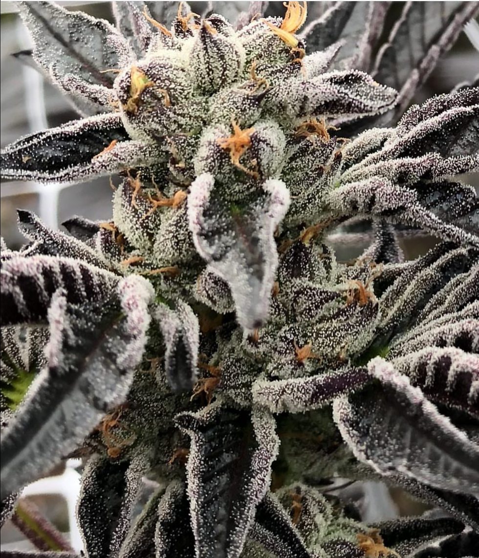 Thumbnail: OG Cookies